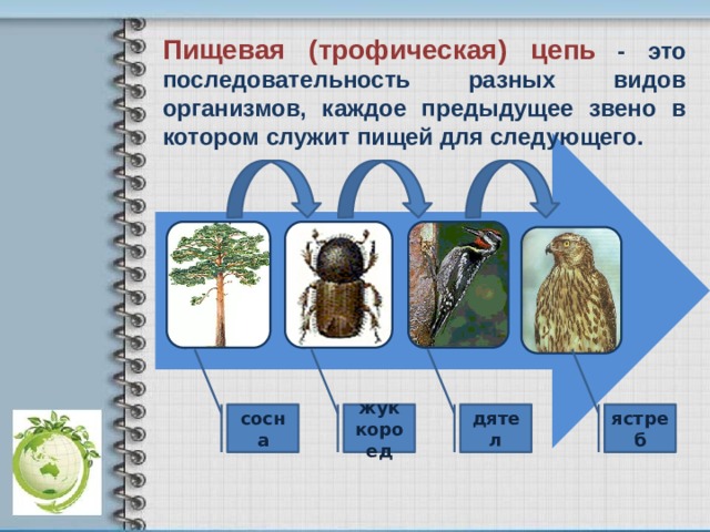 Пищевая (трофическая) цепь  - это последовательность разных видов организмов, каждое предыдущее звено в котором служит пищей для следующего. сосна жук дятел ястреб короед 