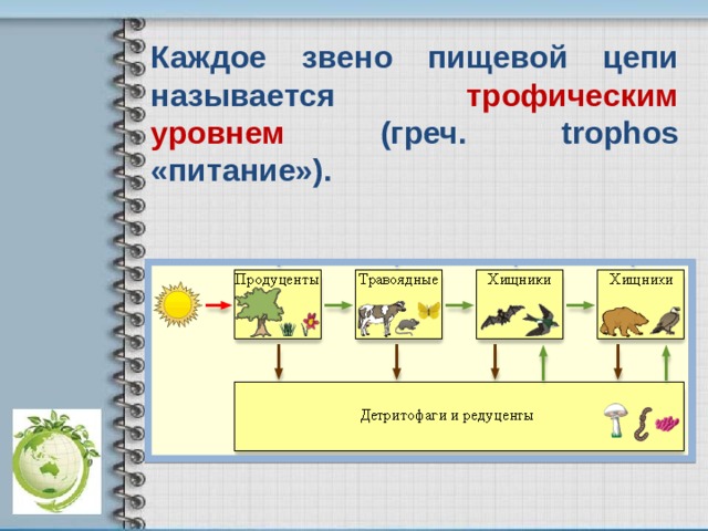 Каждое звено пищевой цепи называется трофическим уровнем (греч. trophos «питание»). 