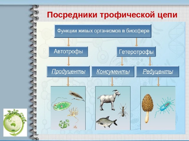 Посредники трофической цепи 