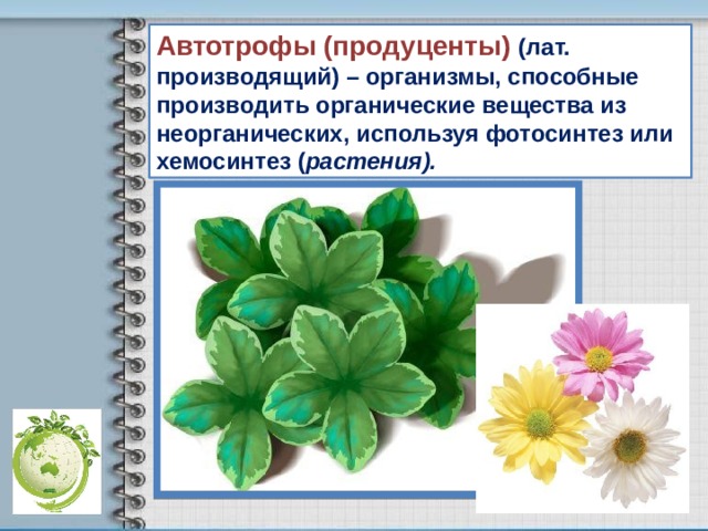 Автотрофы (продуценты) (лат. производящий) – организмы, способные производить органические вещества из неорганических, используя фотосинтез или хемосинтез ( растения). 