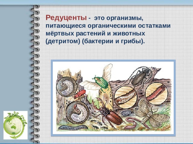 Редуценты  - это организмы, питающиеся органическими остатками мёртвых растений и животных (детритом) (бактерии и грибы). 