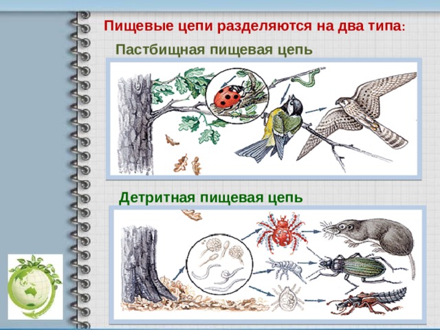 Пищевые цепи разделяются на два типа :  Пастбищная пищевая цепь  Детритная пищевая цепь 