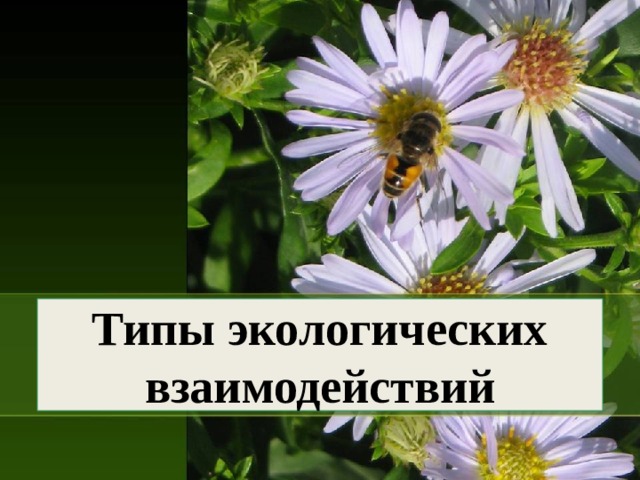 Типы экологических взаимодействий  