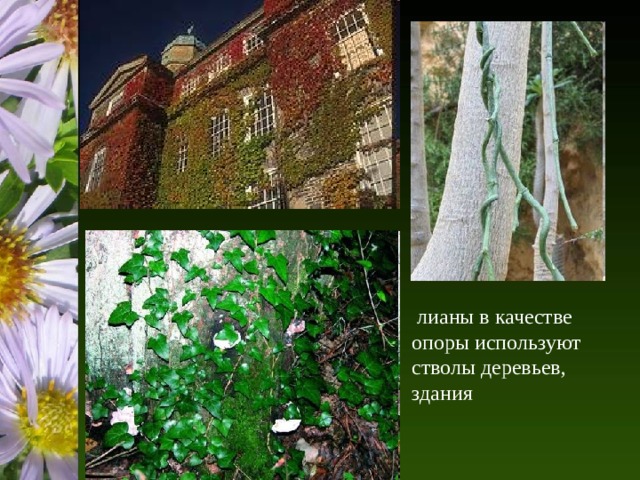  лианы в качестве опоры используют стволы деревьев, здания 