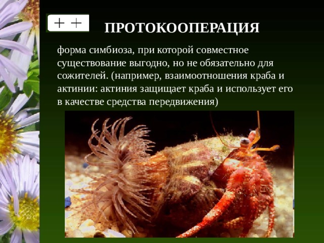 ПРОТОКООПЕРАЦИЯ форма симбиоза, при которой совместное существование выгодно, но не обязательно для сожителей. (например, взаимоотношения краба и актинии: актиния защищает краба и использует его в качестве средства передвижения) 