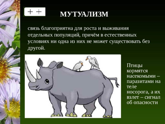 МУТУАЛИЗМ связь благоприятна для роста и выживания отдельных популяций, причём в естественных условиях ни одна из них не может существовать без другой. Птицы кормятся насекомыми – паразитами на теле носорога, а их взлет – сигнал об опасности 