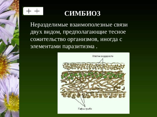 C ИМБИОЗ Неразделимые взаимополезные связи двух видом, предполагающие тесное сожительство организмов, иногда с элементами паразитизма . 