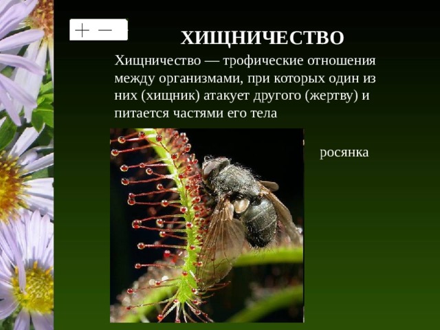 ХИЩНИЧЕСТВО Хищничество — трофические отношения между организмами, при которых один из них (хищник) атакует другого (жертву) и питается частями его тела росянка 
