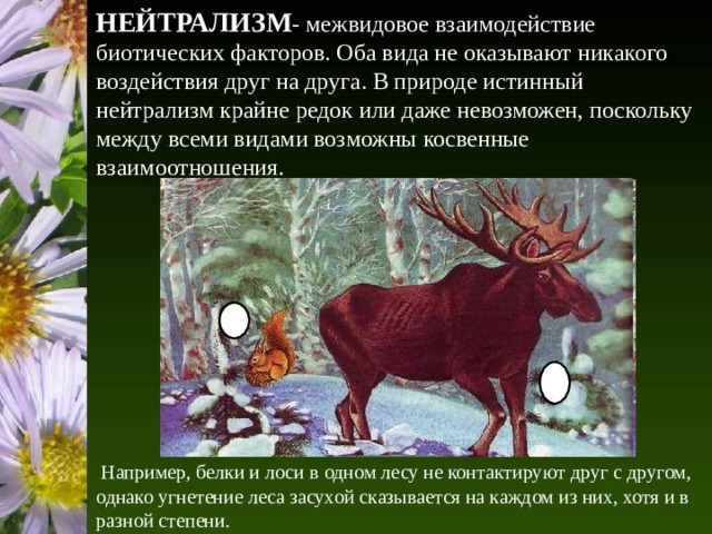 НЕЙТРАЛИЗМ - межвидовое взаимодействие биотических факторов. Оба вида не оказывают никакого воздействия друг на друга. В природе истинный нейтрализм крайне редок или даже невозможен, поскольку между всеми видами возможны косвенные взаимоотношения.  Например, белки и лоси в одном лесу не контактируют друг с другом, однако угнетение леса засухой сказывается на каждом из них, хотя и в разной степени. 