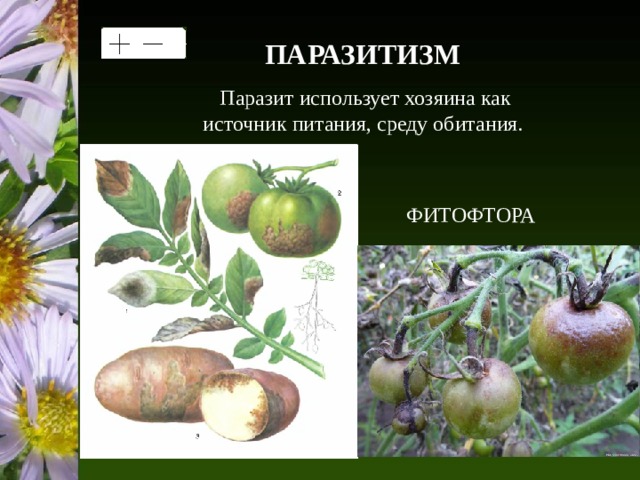 ПАРАЗИТИЗМ  Паразит использует хозяина как источник питания, среду обитания. ФИТОФТОРА 