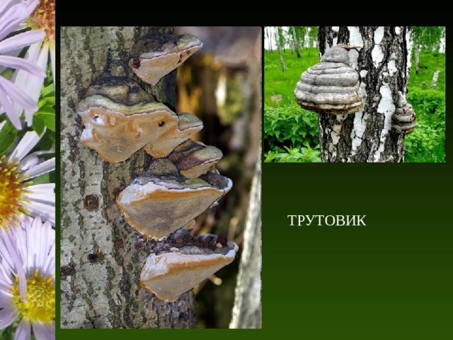 ТРУТОВИК 