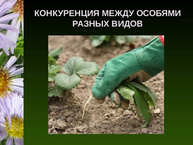 КОНКУРЕНЦИЯ МЕЖДУ ОСОБЯМИ РАЗНЫХ ВИДОВ 