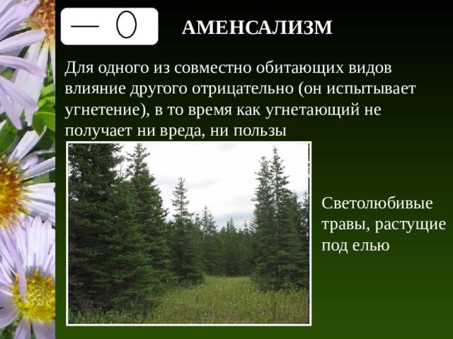 АМЕНСАЛИЗМ Для одного из совместно обитающих видов влияние другого отрицательно (он испытывает угнетение), в то время как угнетающий не получает ни вреда, ни пользы Светолюбивые травы, растущие под елью 