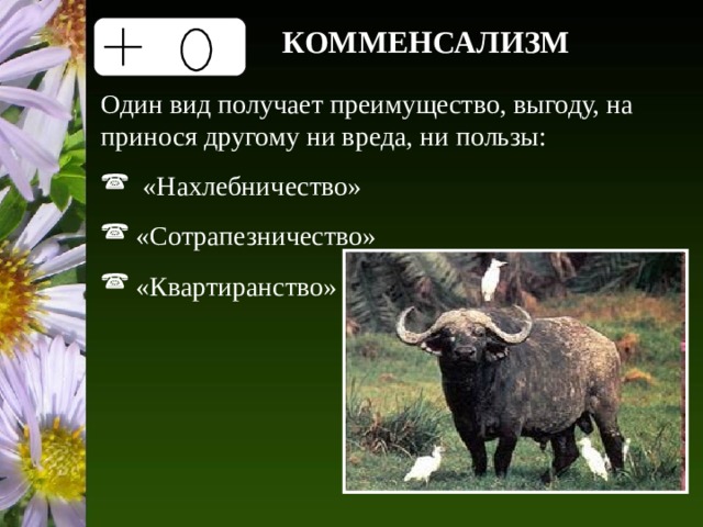 КОММЕНСАЛИЗМ Один вид получает преимущество, выгоду, на принося другому ни вреда, ни пользы:  «Нахлебничество»  «Сотрапезничество»  «Квартиранство» 
