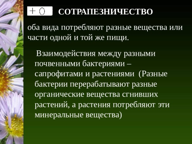 СОТРАПЕЗНИЧЕСТВО оба вида потребляют разные вещества или части одной и той же пищи.  Взаимодействия между разными почвенными бактериями – сапрофитами и растениями (Разные бактерии перерабатывают разные органические вещества сгнивших растений, а растения потребляют эти минеральные вещества) 