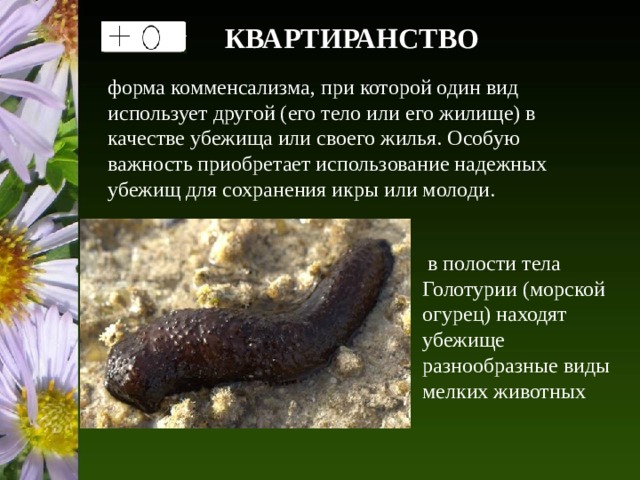 КВАРТИРАНСТВО форма комменсализма, при которой один вид использует другой (его тело или его жилище) в качестве убежища или своего жилья. Особую важность приобретает использование надежных убежищ для сохранения икры или молоди.  в полости тела Голотурии (морской огурец) находят убежище разнообразные виды мелких животных 