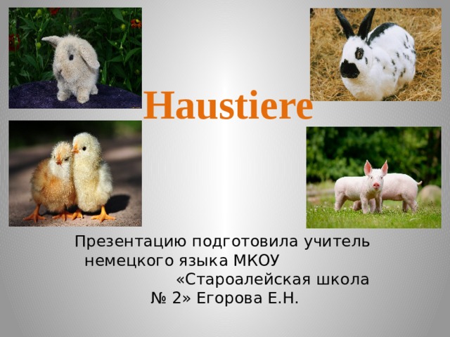  Haustiere   Презентацию подготовила учитель немецкого языка МКОУ «Староалейская школа № 2» Егорова Е.Н. 