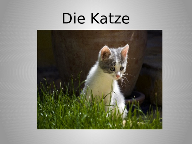 Die Katze 