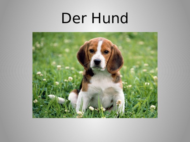 Der Hund 