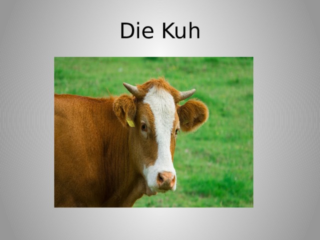 Die Kuh 