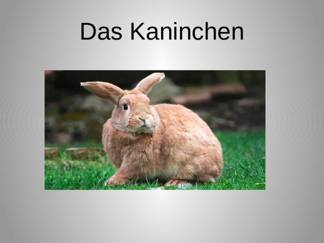 Das Kaninchen 