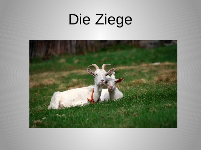 Die Ziege 