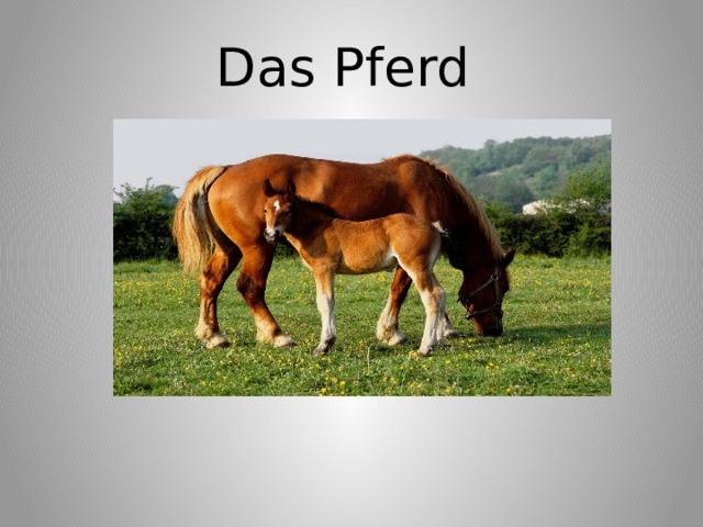 Das Pferd 