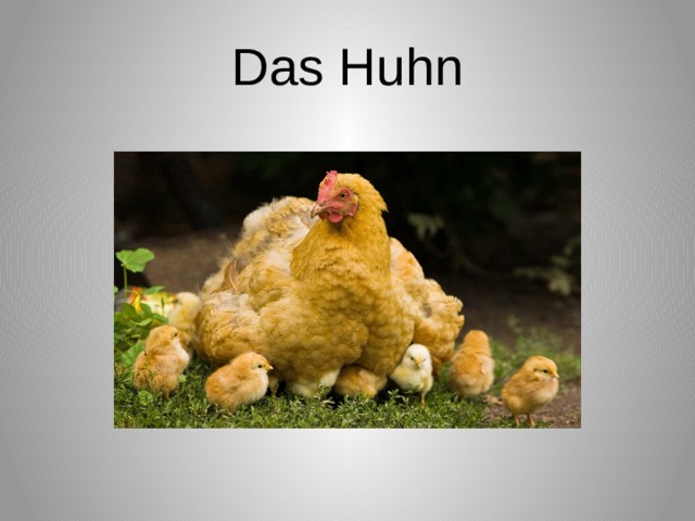 Das Huhn 