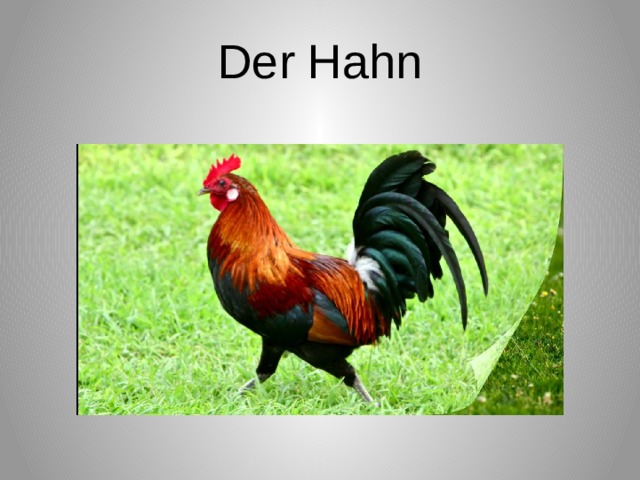 Der Hahn 