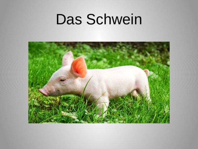 Das Schwein 