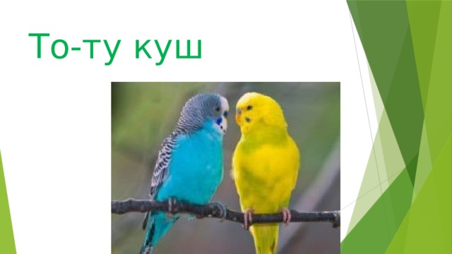 То-ту куш 