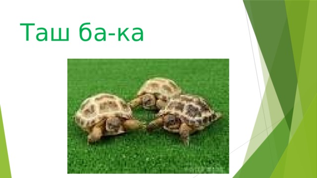 Таш ба-ка 