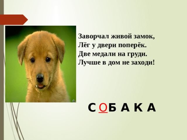 Заворчал живой замок,  Лёг у двери поперёк.  Две медали на груди.  Лучше в дом не заходи! С Б А К А О 