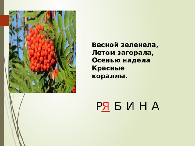 Весной зеленела, Летом загорала, Осенью надела Красные кораллы. Р  Б И Н А Я 