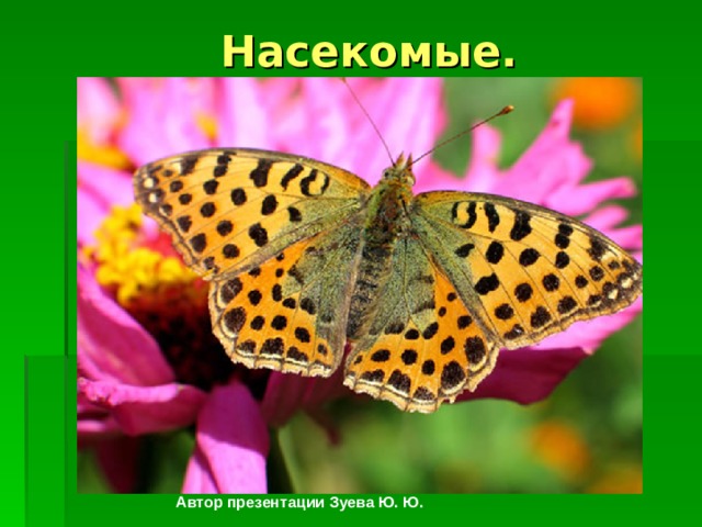  Насекомые.  Автор презентации Зуева Ю. Ю. 
