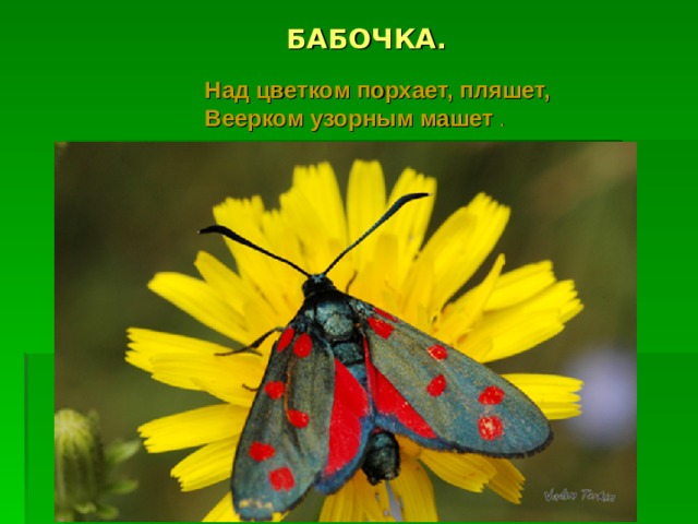БАБОЧКА. Над цветком порхает, пляшет,   Веерком узорным машет . 