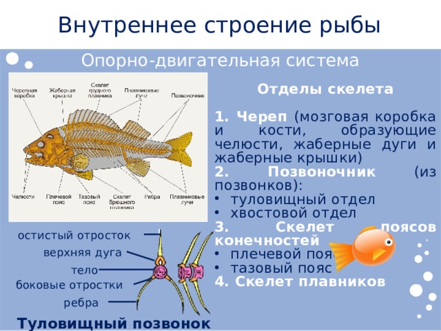 Внутреннее строение рыбы Опорно-двигательная система Отделы скелета 1. Череп (мозговая коробка и кости, образующие челюсти, жаберные дуги и жаберные крышки) 2. Позвоночник (из позвонков): туловищный отдел хвостовой отдел 3. Скелет поясов конечностей плечевой пояс тазовый пояс 4. Скелет плавников остистый отросток верхняя дуга тело боковые отростки ребра Туловищный позвонок 