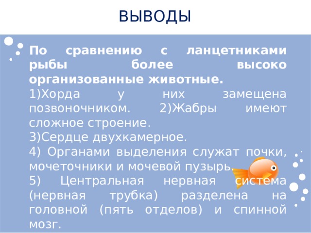 ВЫВОДЫ По сравнению с ланцетниками рыбы более высоко организованные животные. 1)Хорда у них замещена позвоночником. 2)Жабры имеют сложное строение. 3)Сердце двухкамерное. 4) Органами выделения служат почки, мочеточники и мочевой пузырь. 5) Центральная нервная система (нервная трубка) разделена на головной (пять отделов) и спинной мозг. 