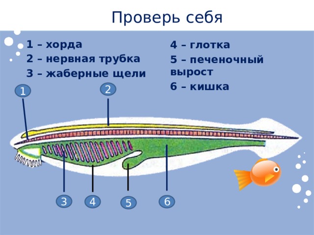 Проверь себя 1 – хорда 2 – нервная трубка 3 – жаберные щели 4 – глотка 5 – печеночный вырост 6 – кишка 2 1 3 4 6 5 