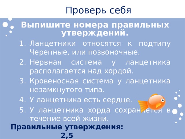 Проверь себя Выпишите номера правильных утверждений. Ланцетники относятся к подтипу Черепные, или позвоночные. Нервная система у ланцетника располагается над хордой. Кровеносная система у ланцетника незамкнутого типа. У ланцетника есть сердце. У ланцетника хорда сохраняется в течение всей жизни. Правильные утверждения: 2,5 