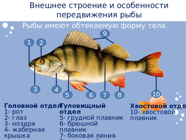 Внешнее строение и особенности передвижения рыбы Рыбы имеют обтекаемую форму тела. 9 1 2 3 4 10 8 7 5 6 Туловищный отдел Головной отдел 1- рот 5- грудной плавник 2- глаз 6- брюшной плавник 3- ноздря 7- боковая линия 8- анальный плавник 4- жаберная крышка 9- спинной плавник Хвостовой отдел 10- хвостовой плавник 