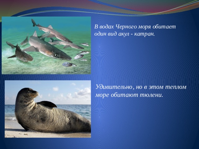 В водах Черного моря обитает один вид акул - катран. Удивительно, но в этом теплом море обитают тюлени. 