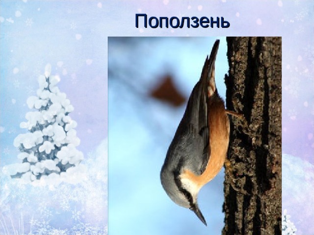 Поползень 