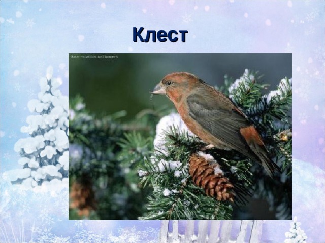 Клест 