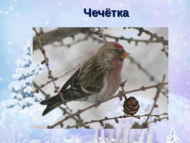 Чечётка 