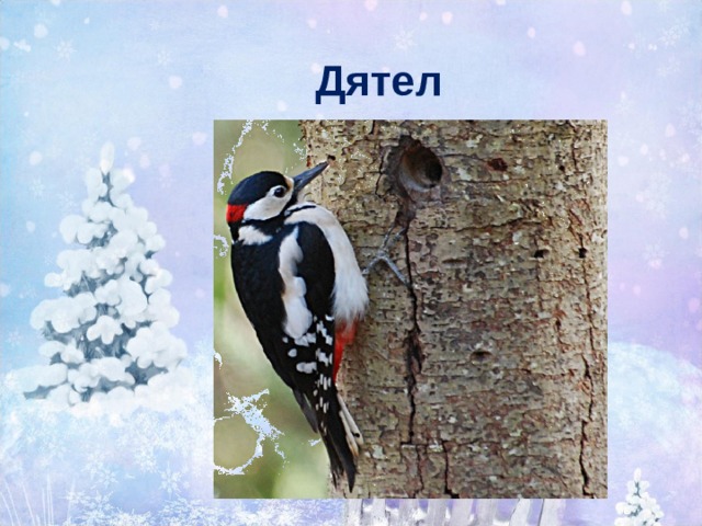 Дятел 