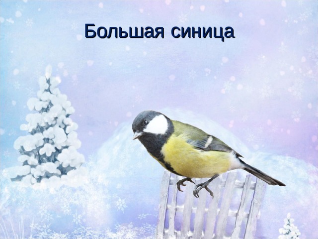 Большая синица 
