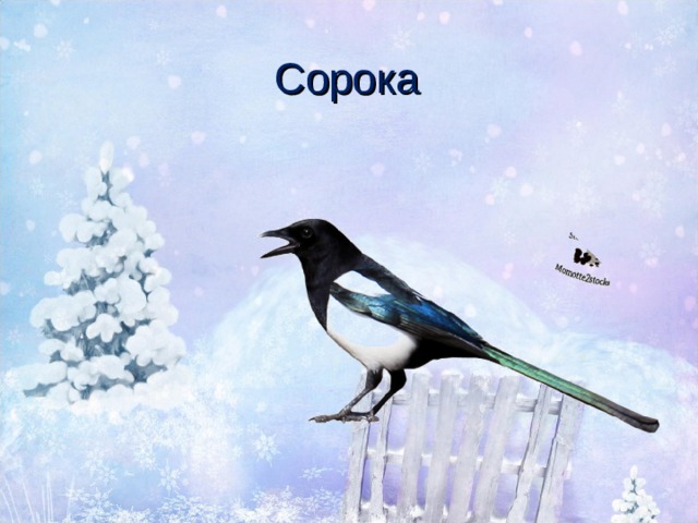 Сорока 