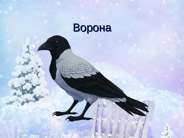  Ворона 