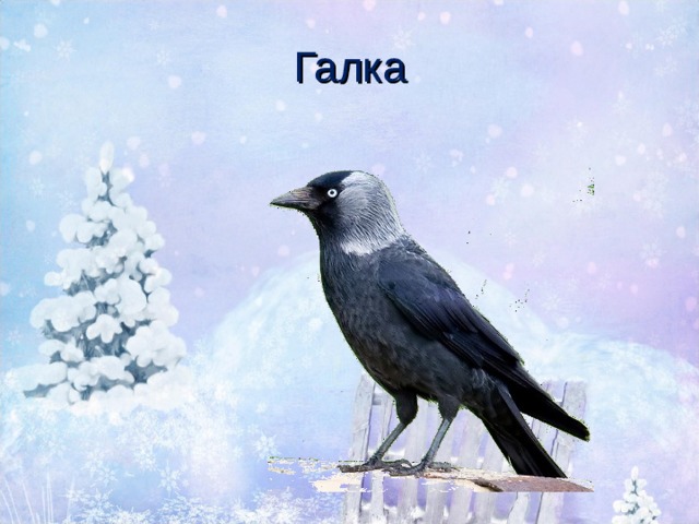 Галка 